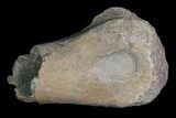 Partial Ornithomimid Metatarsal- Alberta (Disposition #-) #92789-1